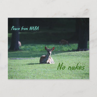 Carte Postale IMG_1713 nara