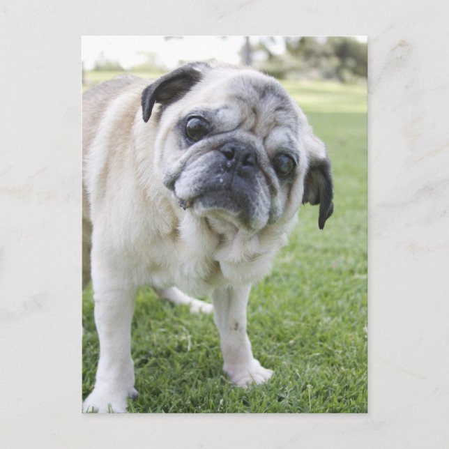 CARTE POSTALE IMG_2562 (Devant)