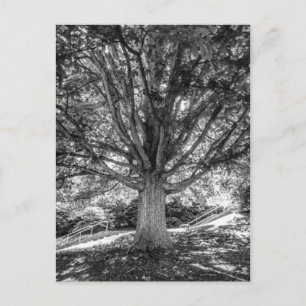 CARTE POSTALE IMG_5219.JPG