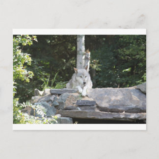 CARTE POSTALE IMG_7954