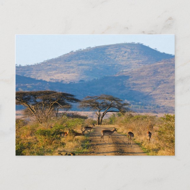 Carte Postale Impala (Aepyceros Melampus), Hluhluwe-Umfolozi (Devant)