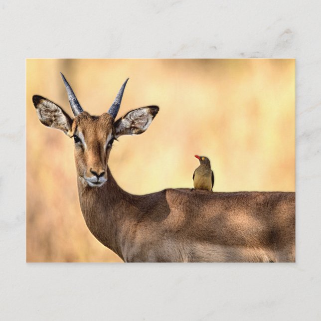 Carte Postale Impala et Oiseau d'Oxpecker en Afrique (Devant)