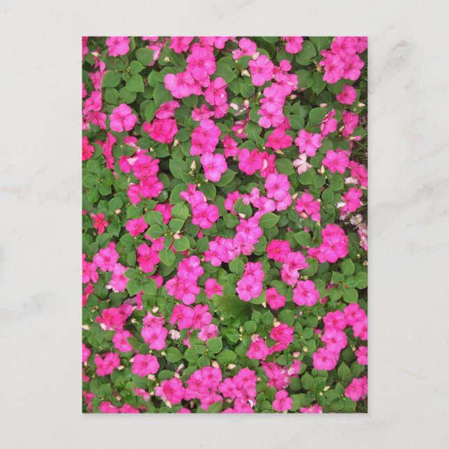 Carte Postale Impatiens (Devant)