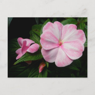 Carte postale Impatiens rose blanc