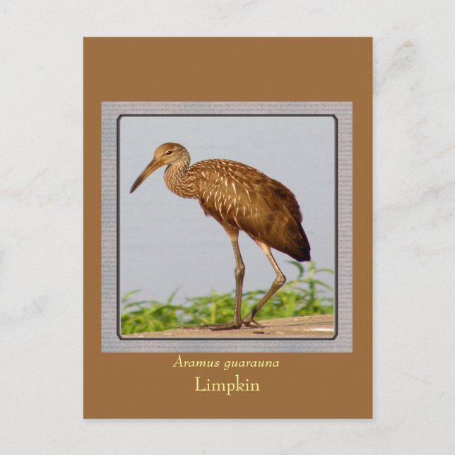 Carte Postale Impkin (Devant)