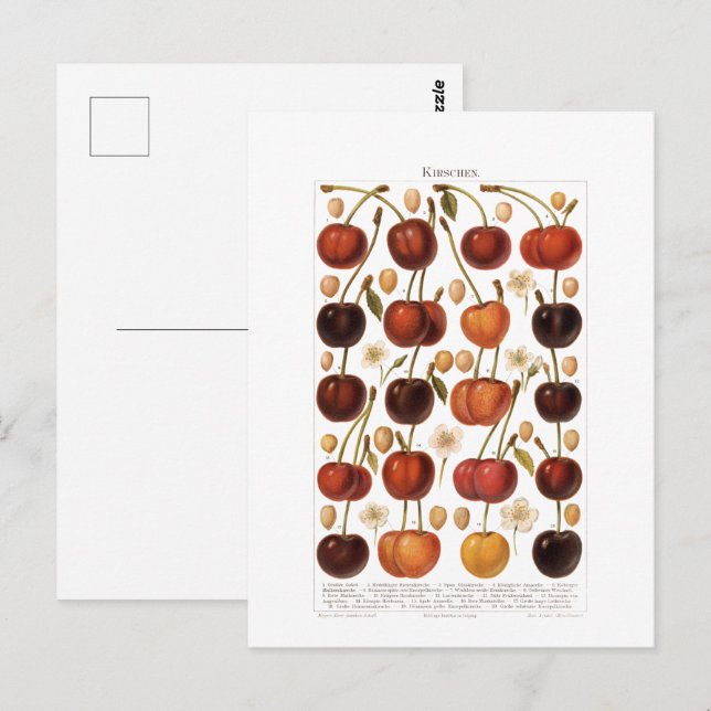 Carte Postale Impression allemande vintage des années 1800 Fruit (Devant / Derrière)