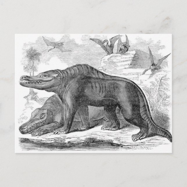 Carte Postale Impression antique Megalosaurus (Devant)