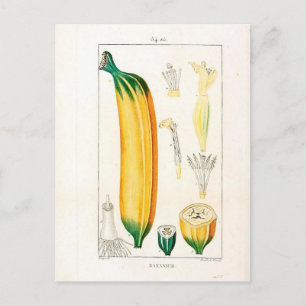Carte Postale Impression botanique de banane vintage