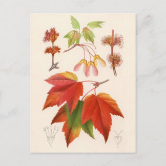 Carte Postale Impression botanique - Érable rouge (acer rubrum)