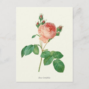 Carte Postale Impression botanique rose vintage