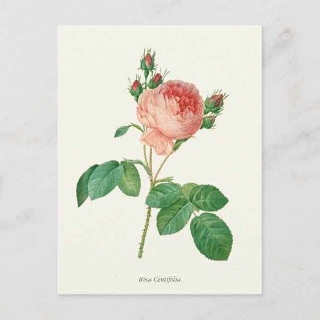 Carte Postale Impression botanique rose vintage (Devant)