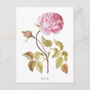 Carte Postale Impression botanique rose vintage