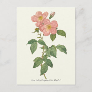 Carte Postale Impression botanique rose vintage