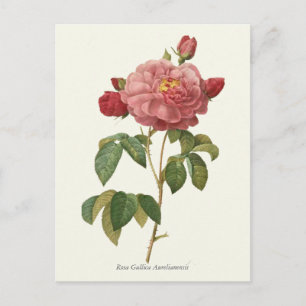 Carte Postale Impression botanique rose vintage