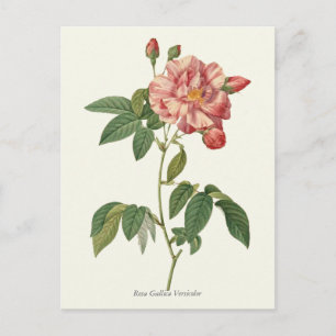 Carte Postale Impression botanique rose vintage