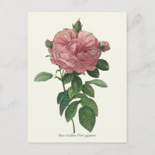 Carte Postale Impression botanique rose vintage