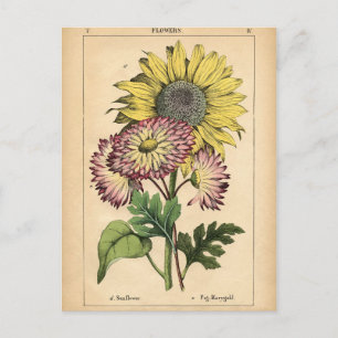 Carte Postale Impression botanique - Tournesol & Marigold