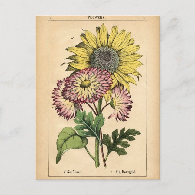 Carte Postale Impression botanique - Tournesol & Marigold (Devant)
