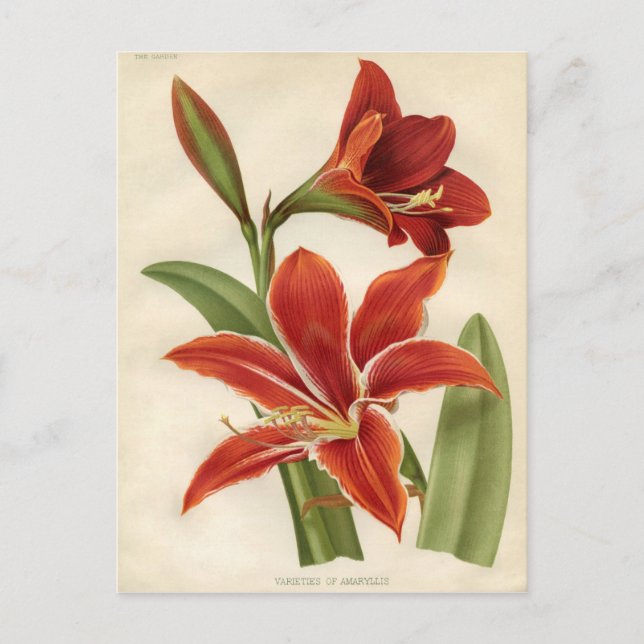 Carte Postale Impression botanique vintage - Amaryllis (Devant)