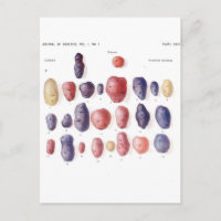 Impression botanique vintage de pomme de terre