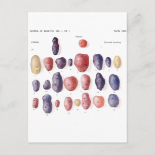 Carte Postale Impression botanique vintage de pomme de terre