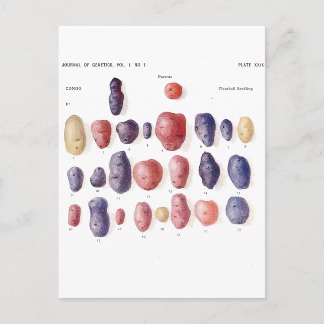 Carte Postale Impression botanique vintage de pomme de terre (Devant)