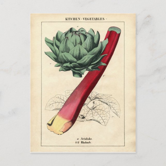 Carte Postale Impression botanique vintage Rhubarb (Devant)