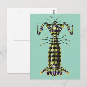 Carte Postale Impression d'art marine de la crevette-mante géant