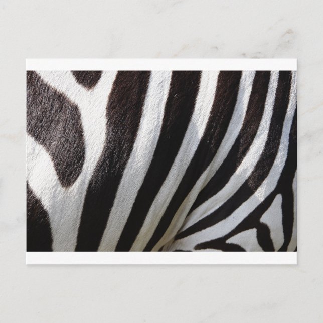 Carte Postale Impression de la peau Zebra (Devant)