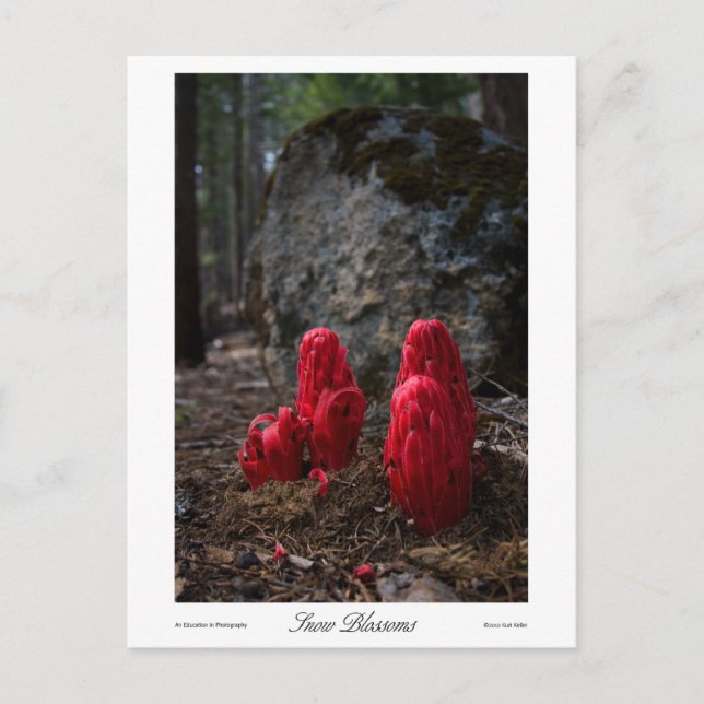 Carte Postale Impression des fleurs de neige (Devant)