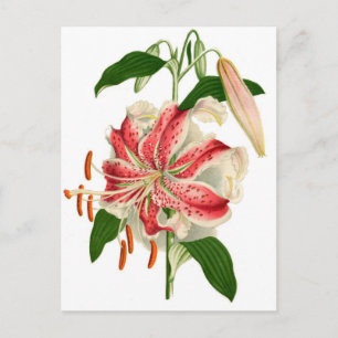 Carte Postale Imprimé botanique Tigre rouge Lily lancifolium rub