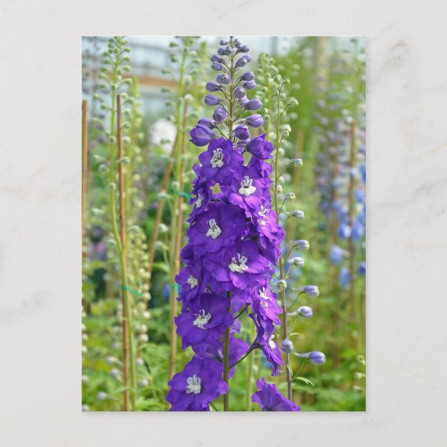 Carte postale imprimé fleurs de delphinium violet (Devant)