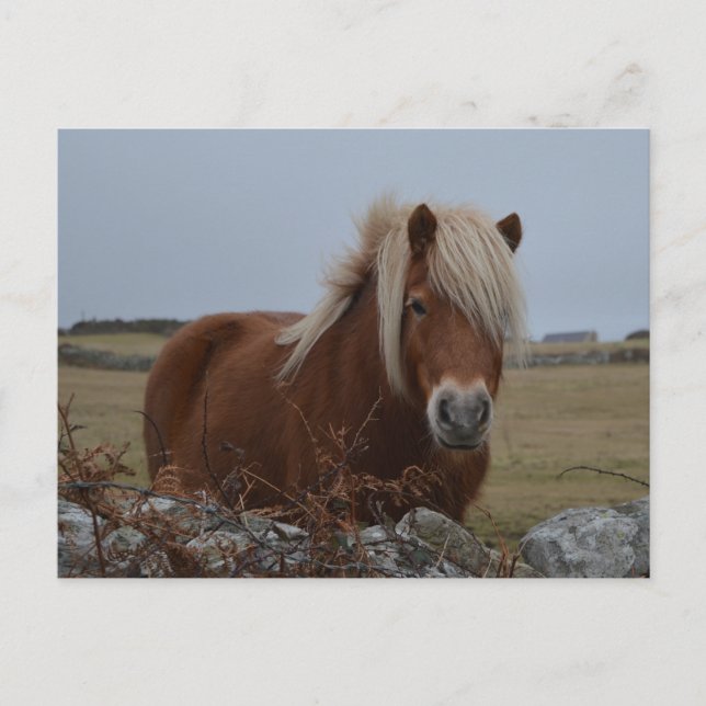 Carte postale Imprimée Art Cheval (Devant)