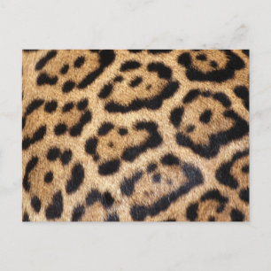 Carte Postale Imprimer la photo de la fourrure Jaguar