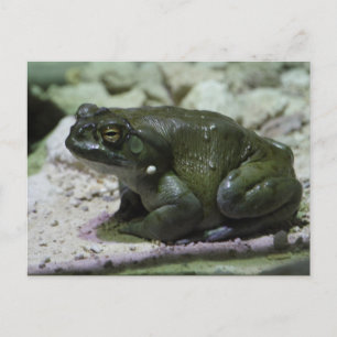 Carte Postale Incilius alvarius