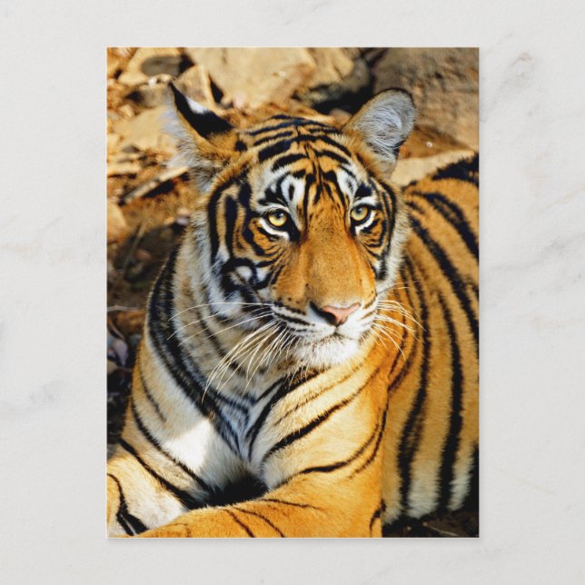 Carte Postale Inde, Sawai Madhopur, Ranthambore National (Devant)