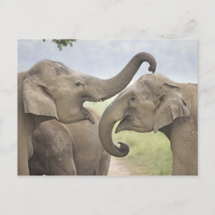 Carte Postale Indian Asian Elephants play Fighting