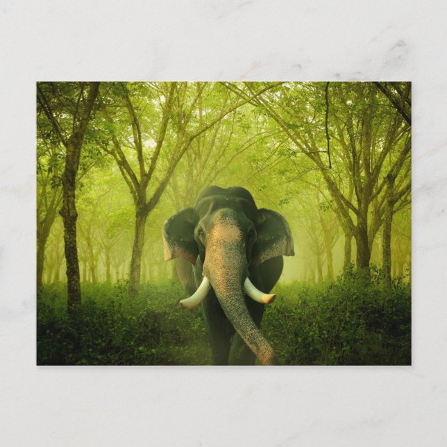 Carte Postale Indian Elephant Superbe Grosse Forêt Verte Mammifè (Devant)