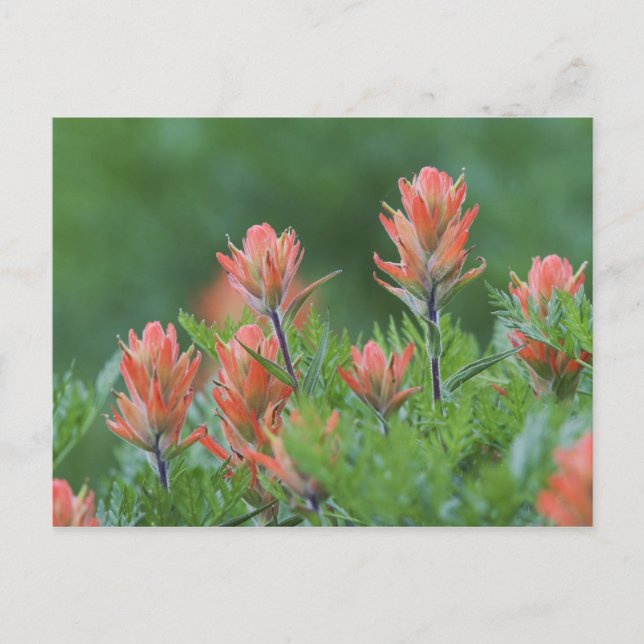 Carte Postale Indian Paintbrush, Castilleja miniata, Ouray, (Devant)