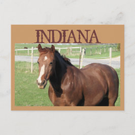 Carte Postale INDIANA Horse