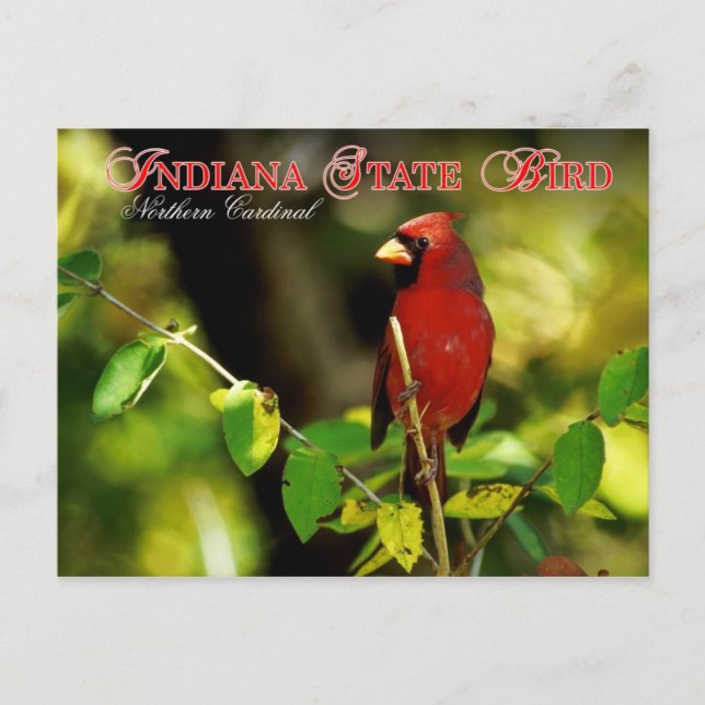 Carte Postale Indiana State Bird - Cardinal du Nord (Devant)