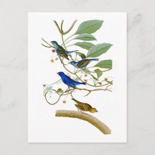 Carte Postale Indigo Bunting John James Audubon Oiseaux d'Amériq