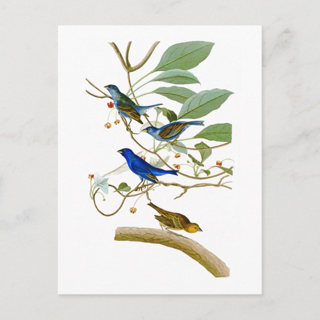 Carte Postale Indigo Bunting John James Audubon Oiseaux d'Amériq (Devant)