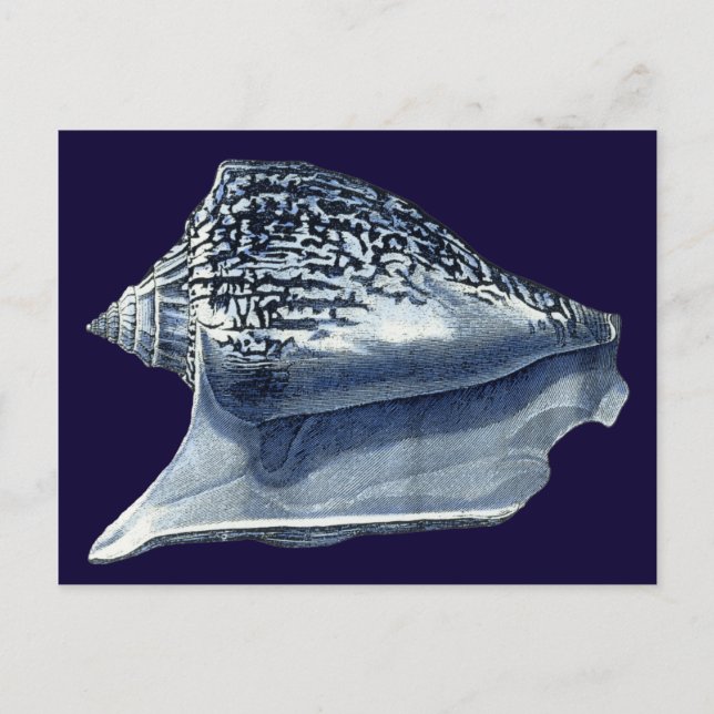 Carte Postale Indigo Shells I (Devant)