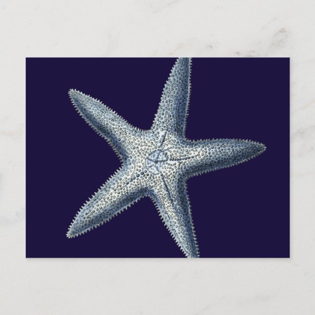 Carte Postale Indigo Shells IV (Devant)