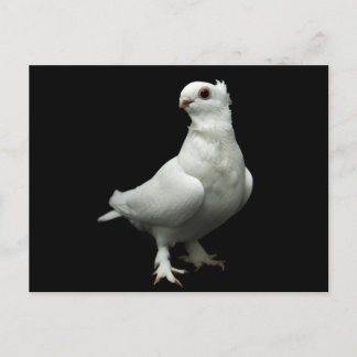 Carte Postale Inglizi Pigeon