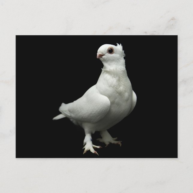 Carte Postale Inglizi Pigeon (Devant)