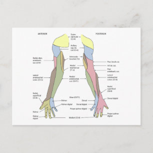 Carte Postale Innervation cutanée du membre supérieur du système