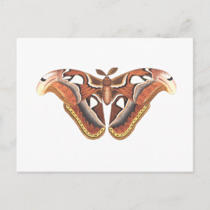 Carte Postale insecte animal papillon isolé