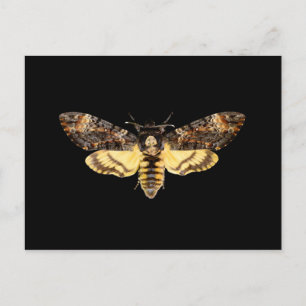Carte Postale insecte papillon de la tête de mort d'afrique 